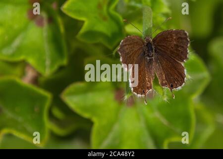 Cacyreus marshalli, Geranium bronze papillon sur UNE plante de géranium Banque D'Images