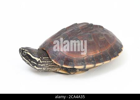 La tortue malayaenne (Malayemys macrocephala) est une espèce de tortue du genre malayaemys de la famille des Geoemydidae sur fond blanc Banque D'Images