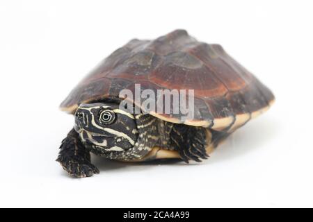 La tortue malayaenne (Malayemys macrocephala) est une espèce de tortue du genre malayaemys de la famille des Geoemydidae sur fond blanc Banque D'Images