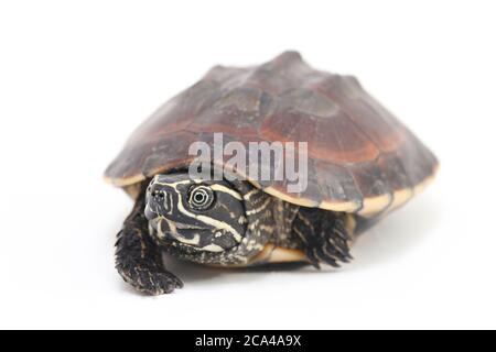 La tortue malayaenne (Malayemys macrocephala) est une espèce de tortue du genre malayaemys de la famille des Geoemydidae sur fond blanc Banque D'Images