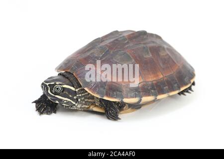 La tortue malayaenne (Malayemys macrocephala) est une espèce de tortue du genre malayaemys de la famille des Geoemydidae sur fond blanc Banque D'Images