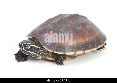 La tortue malayaenne (Malayemys macrocephala) est une espèce de tortue du genre malayaemys de la famille des Geoemydidae sur fond blanc Banque D'Images