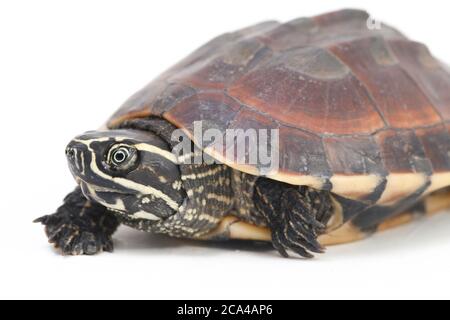 La tortue malayaenne (Malayemys macrocephala) est une espèce de tortue du genre malayaemys de la famille des Geoemydidae sur fond blanc Banque D'Images