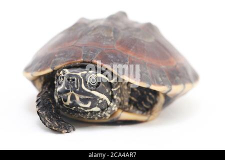 La tortue malayaenne (Malayemys macrocephala) est une espèce de tortue du genre malayaemys de la famille des Geoemydidae sur fond blanc Banque D'Images