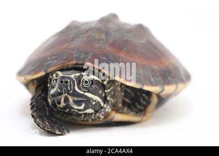 La tortue malayaenne (Malayemys macrocephala) est une espèce de tortue du genre malayaemys de la famille des Geoemydidae sur fond blanc Banque D'Images