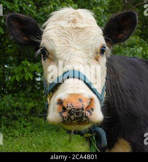 Vache laitière à fond blanc sur ferme à McClure, dans le centre de la Pennsylvanie, pendant l'été Banque D'Images