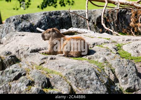 Le capybara (Hydrochoerus hydrochaeris) est un mammifère originaire d'Amérique du Sud. Banque D'Images