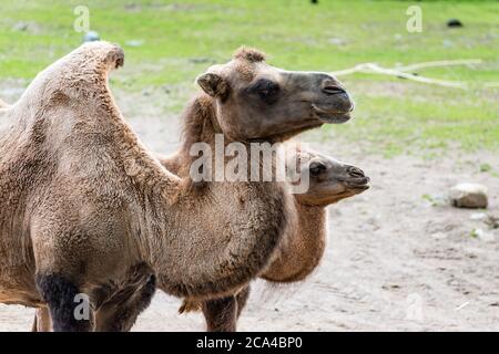 Un chameau est un ongulate à bout égal du genre Camelus qui porte des dépôts gras distinctifs connus sous le nom de 'humpes' sur son dos. Banque D'Images