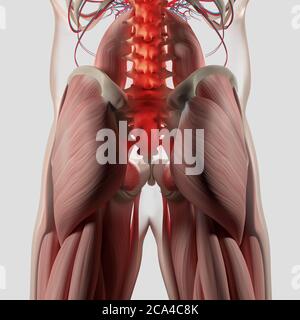 Illustration anatomique de la colonne vertébrale, du bassin et du fessier maxima humains. illustration 3d. Banque D'Images