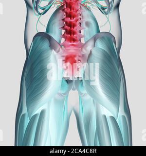 Illustration anatomique de la colonne vertébrale, du bassin et du fessier maxima humains. illustration 3d. Banque D'Images