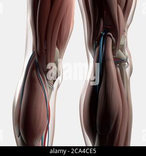 Illustration anatomique du dos des jambes, des muscles du mollet et des genoux humains. illustration 3d. Banque D'Images