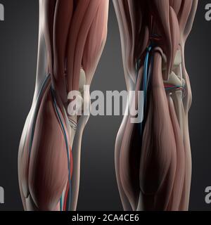 Illustration anatomique du dos des jambes, des muscles du mollet et des genoux humains. illustration 3d. Banque D'Images