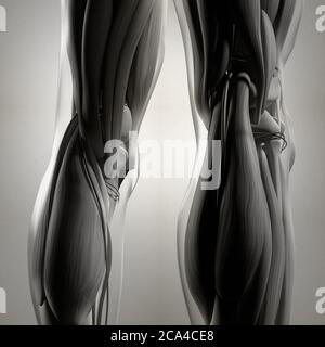 Illustration anatomique du dos des jambes, des muscles du mollet et des genoux humains. illustration 3d. Banque D'Images