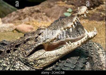 Le crocodile cubain (Crocodylus rhombifer) est une petite espèce de crocodile que l'on ne trouve qu'à Cuba. Banque D'Images