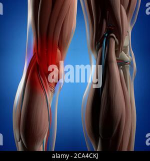 Illustration anatomique du dos des jambes, des muscles du mollet et des genoux humains. illustration 3d. Banque D'Images