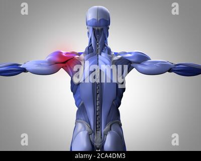 Illustration de l'anatomie des groupes de muscle du dos.montrant la douleur d'épaule. illustration 3d. Banque D'Images