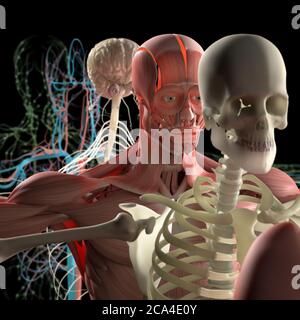 Vue éclatée de l'anatomie humaine, schéma. Systèmes corporels séparés muscle, os, organes, système nerveux, système lymphatique, système vasculaire. Banque D'Images