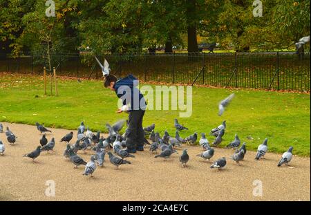 Garçon nourrissant des pigeons dans un parc avec un pigeon assis sur la tête du garçon Banque D'Images