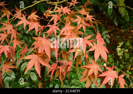 feuilles rouges sur fond vert Banque D'Images