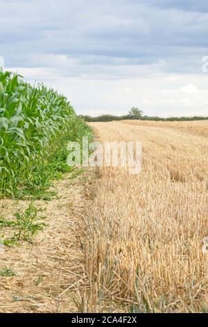 Récolte de maïs poussant le long du chaume de la récolte de céréales Bleu nuageux Format Portrait du ciel Banque D'Images