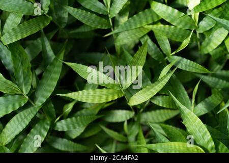 Vue de dessus de jeunes feuilles de bambou texture, verdure fond. Gros plan Banque D'Images