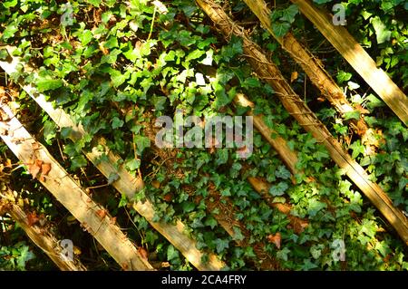 plantes poussant sur un treillis Banque D'Images