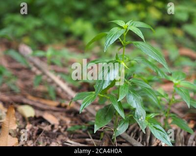 Herbes thaïlandaises Roi d'amère nom scientifique Andrographe paniculate Burm, Fah Talai john, plante verte d'arbre de légumes fleuissant dans le jardin Banque D'Images