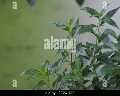 Herbes thaïlandaises Roi d'amère nom scientifique Andrographe paniculate Burm, Fah Talai john, plante verte d'arbre de légumes fleuissant dans le jardin Banque D'Images