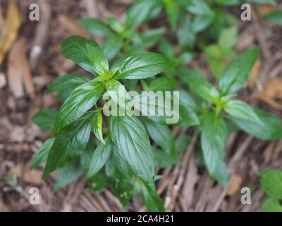 Herbes thaïlandaises Roi d'amère nom scientifique Andrographe paniculate Burm, Fah Talai john, plante verte d'arbre de légumes fleuissant dans le jardin Banque D'Images