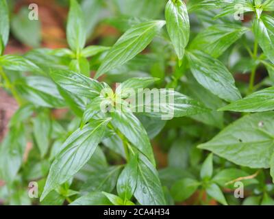 Herbes thaïlandaises Roi d'amère nom scientifique Andrographe paniculate Burm, Fah Talai john, plante verte d'arbre de légumes fleuissant dans le jardin Banque D'Images