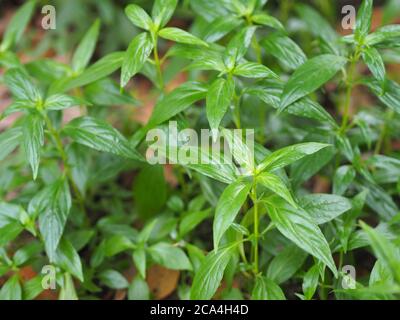 Herbes thaïlandaises Roi d'amère nom scientifique Andrographe paniculate Burm, Fah Talai john, plante verte d'arbre de légumes fleuissant dans le jardin Banque D'Images