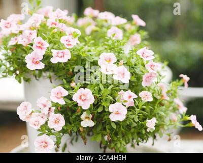 Pétunia onde facile couleur rose fleur fleurir dans le jardin magnifique sur fond flou de nature Banque D'Images