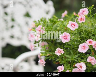 Pétunia onde facile couleur rose fleur fleurir dans le jardin magnifique sur fond flou de nature Banque D'Images