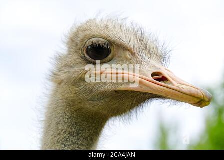 Portrait d'Ostrich regardant l'appareil photo. Straus se dirige sur fond vert. Banque D'Images