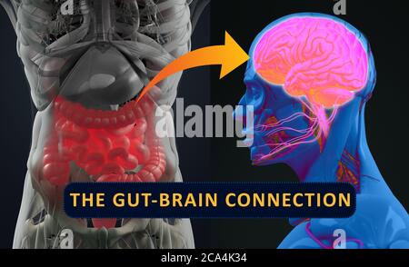 Connexion intestin-cerveau ou axe du cerveau intestinal. Concept art montrant un lien entre l'intestin et le cerveau. illustration 3d. Banque D'Images