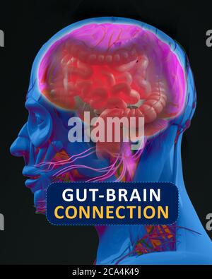 Connexion intestin-cerveau ou axe du cerveau intestinal. Concept art montrant un lien entre l'intestin et le cerveau. illustration 3d. Banque D'Images