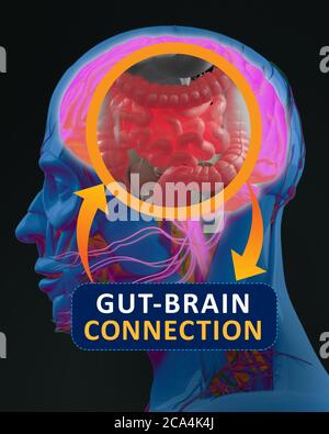 Connexion intestin-cerveau ou axe du cerveau intestinal. Concept art montrant un lien entre l'intestin et le cerveau. illustration 3d. Banque D'Images