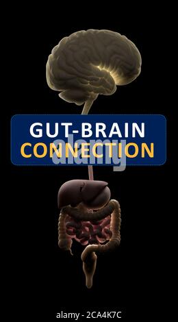 Connexion intestin-cerveau ou axe du cerveau intestinal. Concept art montrant le lien santé de l'intestin au cerveau. illustration 3d. Banque D'Images