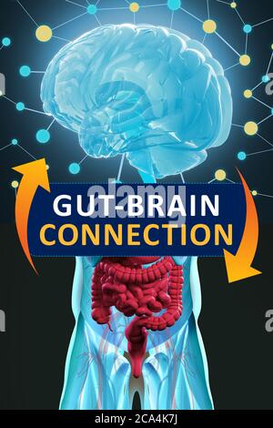 Connexion intestin-cerveau ou axe du cerveau intestinal. Concept art montrant le lien santé de l'intestin au cerveau. illustration 3d. Banque D'Images