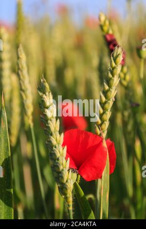 Une photographie en gros plan de coquelicots rouges vifs parmi un champ de blé Banque D'Images