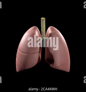 Poumons humains illustration médicale montrant les poumons infectés en orange vif. Illustration 3D Banque D'Images