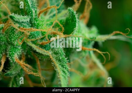 Photo macro de bourgeon de cannabis vert. Illustration de l'industrie de la marijuana. THC sur les trichomes des mauvaises herbes Banque D'Images