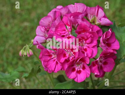 Géranium rose foncé Banque D'Images