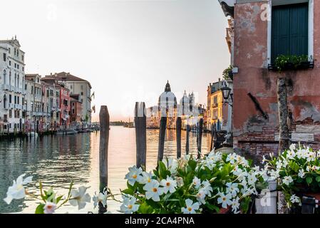 Des fleurs de mandeville blanche sur le front de mer du Canal Grande à Venise avec des poteaux d'amarrage, des docks et de vieux palais en arrière-plan au lever du soleil dans un q Banque D'Images