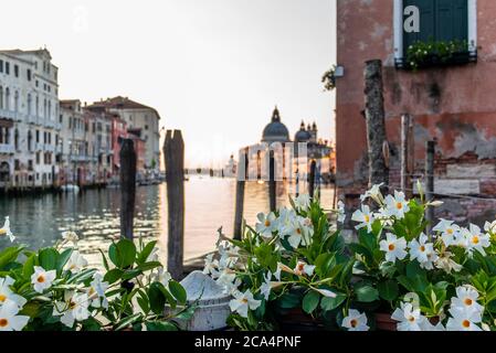 Des fleurs de mandeville blanche sur le front de mer du Canal Grande à Venise avec des poteaux d'amarrage, des docks et de vieux palais en arrière-plan au lever du soleil dans un q Banque D'Images