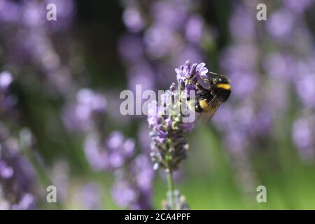 Abeille sur fleur de lavande Banque D'Images