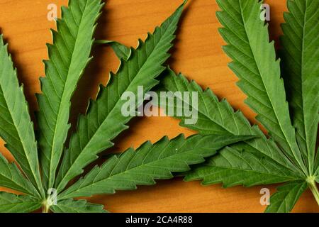 Cannabis cannabis feuille vue de dessus gros plan. Plante de mauvaises herbes Banque D'Images