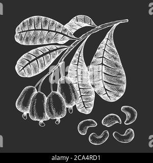 Dessin à la main de la branche de cajou. Illustration du vecteur alimentaire biologique isolée sur un tableau à craie. Illustration de l'écrou vintage. Image botanique de style gravé. Illustration de Vecteur