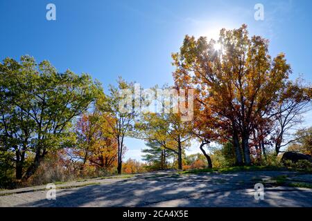 Rayons du soleil matinal à travers les chênes géants en automne. Banque D'Images