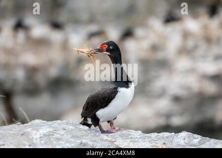 Roche ou Cormorant Magellanique; Phalacrocorax magellanicus; avec matériel de nidification; Falklands Banque D'Images